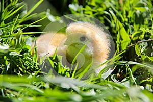 cute chickens freshly hatched. spring chicks