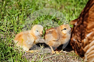 cute chickens freshly hatched. spring chicks