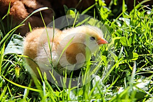 cute chickens freshly hatched. spring chicks