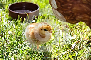 cute chickens freshly hatched. spring chicks