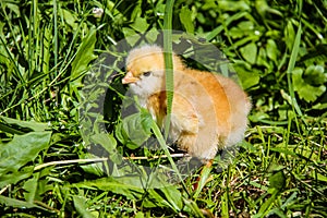 cute chickens freshly hatched. spring chicks