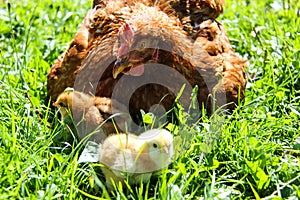 cute chickens freshly hatched. spring chicks