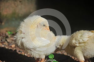 Cute chicks on an adorable little farm