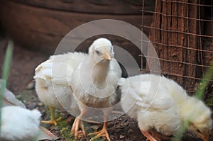 Cute chicks on an adorable little farm