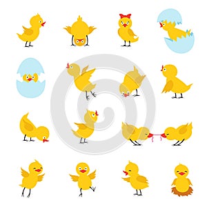 Cute chicks. Cartoon easter baby chickens with eggs. Funny yellow chick vector isolated characters
