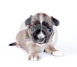 Cute Chihuahua baby on white background