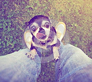 A cute chihuahua begging to be picked up