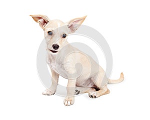 Cute Chihuahua Crossbreed Puppy With Perky Ears