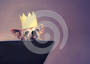 A cute chihuahua with a crown on