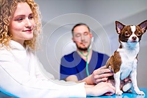 Cute chihuahua dog is being examined by the veterinarian, his guardian woman is near