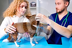 Cute chihuahua dog is being examined by the veterinarian, his guardian woman is near