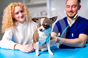 Cute chihuahua dog is being examined by the veterinarian, his guardian woman is near