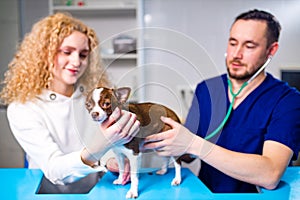 Cute chihuahua dog is being examined by the veterinarian, his guardian woman is near