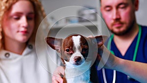 Cute chihuahua dog is being examined by the veterinarian, his guardian woman is near