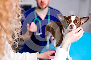 Cute chihuahua dog is being examined by the veterinarian, his guardian woman is near