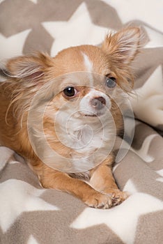 Cute chihuahua dog on a blanket