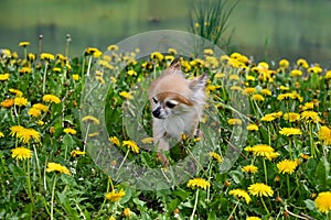 A cute Chihuahua dog on a flower meadow in front of a lake