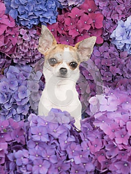 Cute chihuahua dog between hydrangea flowers