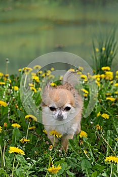 A cute Chihuahua dog on a meadow in front of a lake