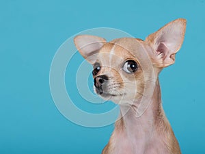 Cute chihuahua dog portrait