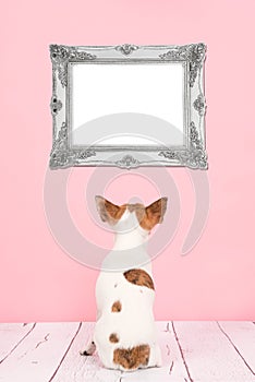 Cute chihuahua dog seen at the back looking at an empty baroque picture frame