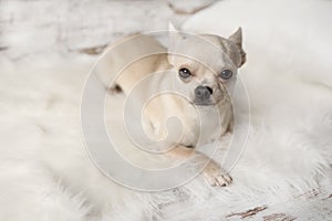 Cute chihuahua dog sits on white carpet in room