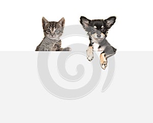 Cute chihuahua dog and tabby baby cat hanging side by side over a grey paper board