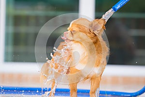 Cute chihuahua dog take a bath at home