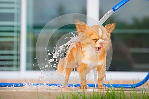 Cute chihuahua dog take a bath at home