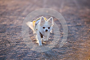 Cute Chihuahua dog walking in beams of sunlight at sunset