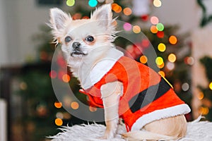Cute chihuahua dog wearing in the costume of Santa Claus sit under christmas tree