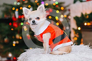 Cute chihuahua dog wearing in the costume of Santa Claus sit under christmas tree