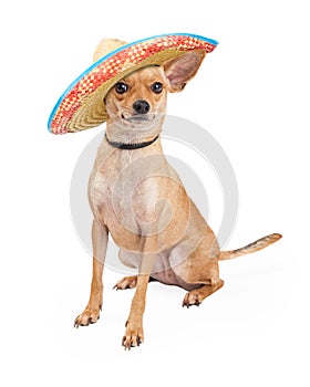 Cute Chihuahua Dog Wearing Mexican Sombrero photo