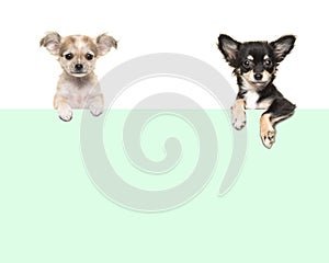 Cute chihuahua dogs hanging over an green paper border