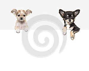 Cute chihuahua dogs hanging over a white paper border