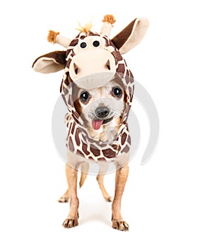 A cute chihuahua in a giraffe costume