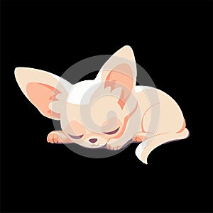 Cute Chihuahua having a nap, snugly curled upisolated on a black background