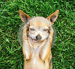 a cute chihuahua with his paws on his head covering his ears photo