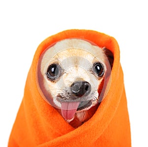 a cute chihuahua eith his tongue hanging out and a blanket wrapped around him isolated on a while background in the studio