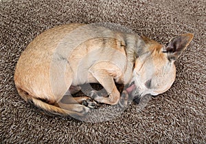 A cute chihuahua with his tongue out sleeping on a plush comfy n
