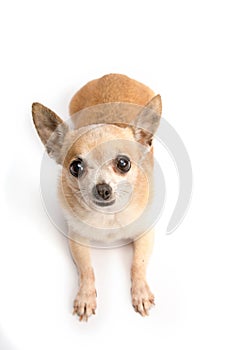 Cute Chihuahua Isolated on White Background