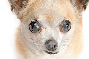 Cute Chihuahua Isolated on White Background