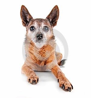 A cute chihuahua isolated on a white background