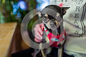 Cute chihuahua on the lap