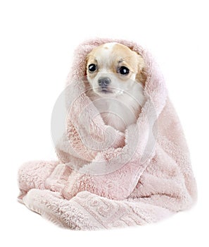 Cute Chihuahua in pink towel isolated