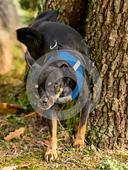 Cute Chihuahua Pinscher breed dog urinating against a tree trunk