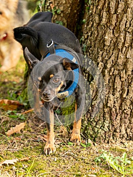 Cute Chihuahua Pinscher breed dog urinating against a tree trunk