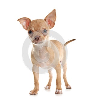 Cute Chihuahua puppy on background. Baby animal