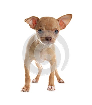 Cute Chihuahua puppy on background. Baby animal