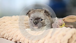 cute chihuahua puppy close up